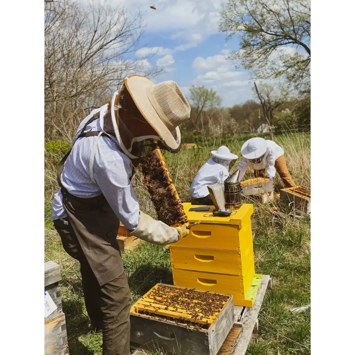 Lip Tint Balm Set - Raw Honey & Beeswax - Pack of 4 - Messner Bee Farm