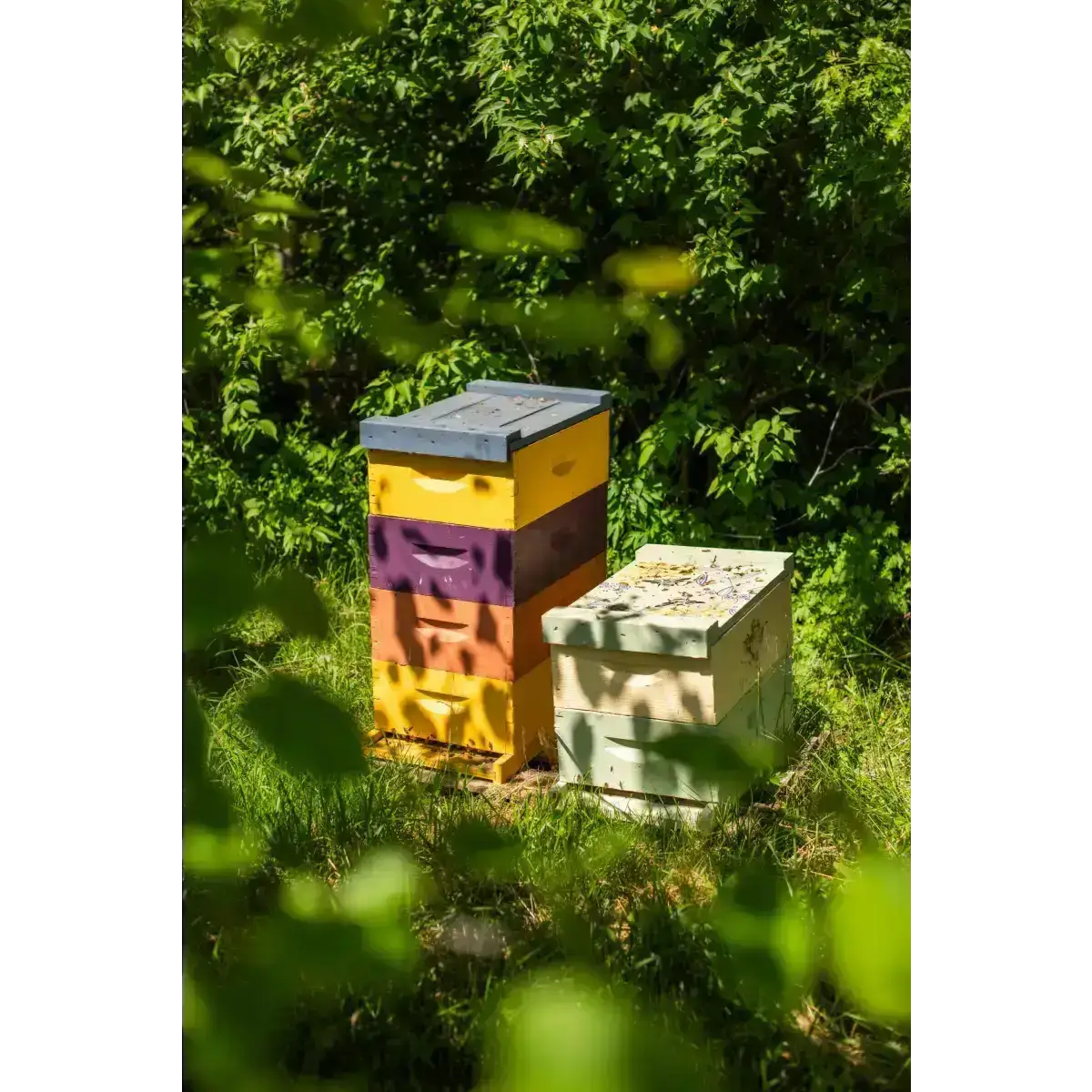 Lip Tint Balm Set - Raw Honey & Beeswax - Pack of 4 - Messner Bee Farm