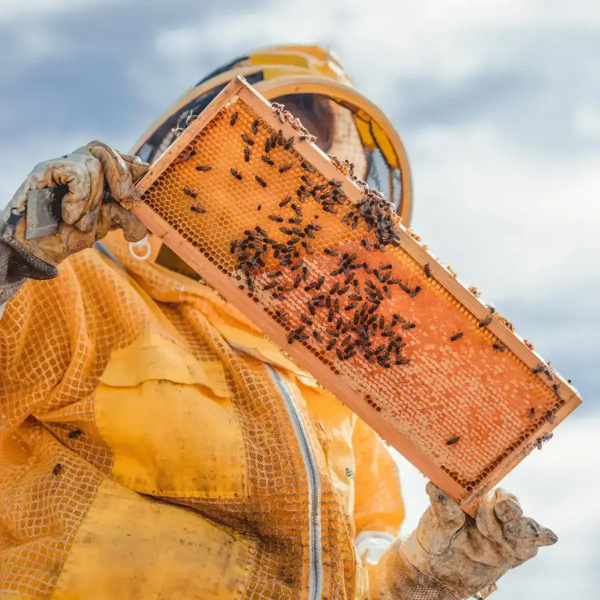 Lip Tint Balm Set - Raw Honey & Beeswax - Pack of 4 - Messner Bee Farm