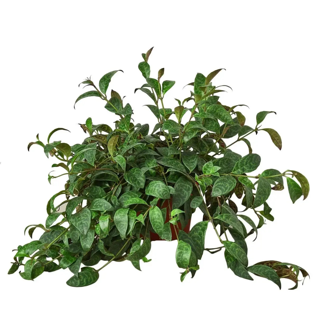 Lipstick Black Pagoda Plant - House Plant Shop