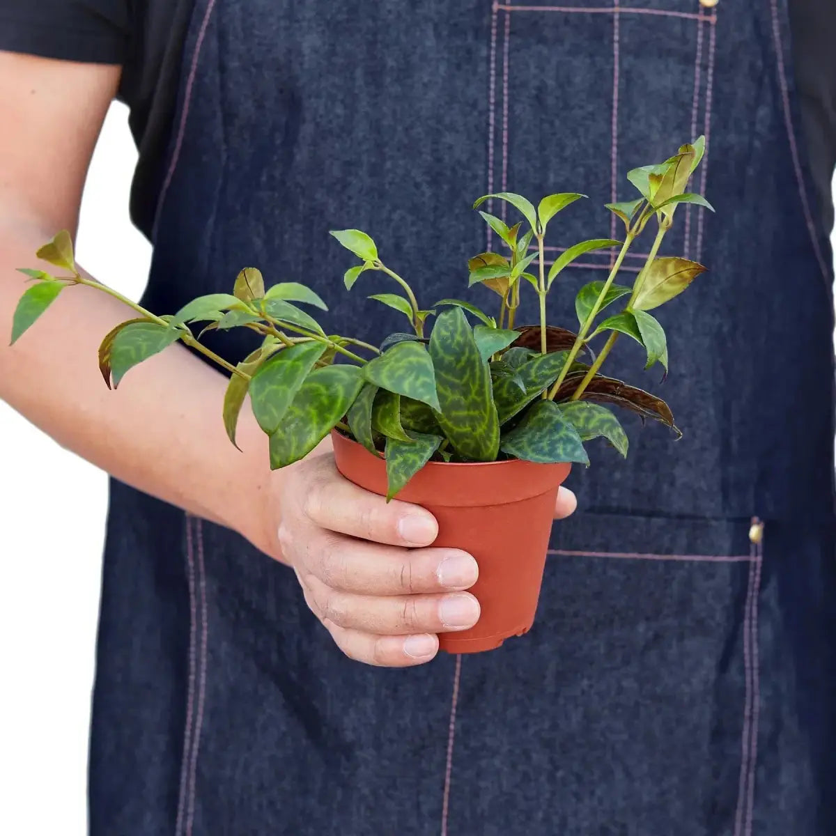 Lipstick Black Pagoda Plant - House Plant Shop
