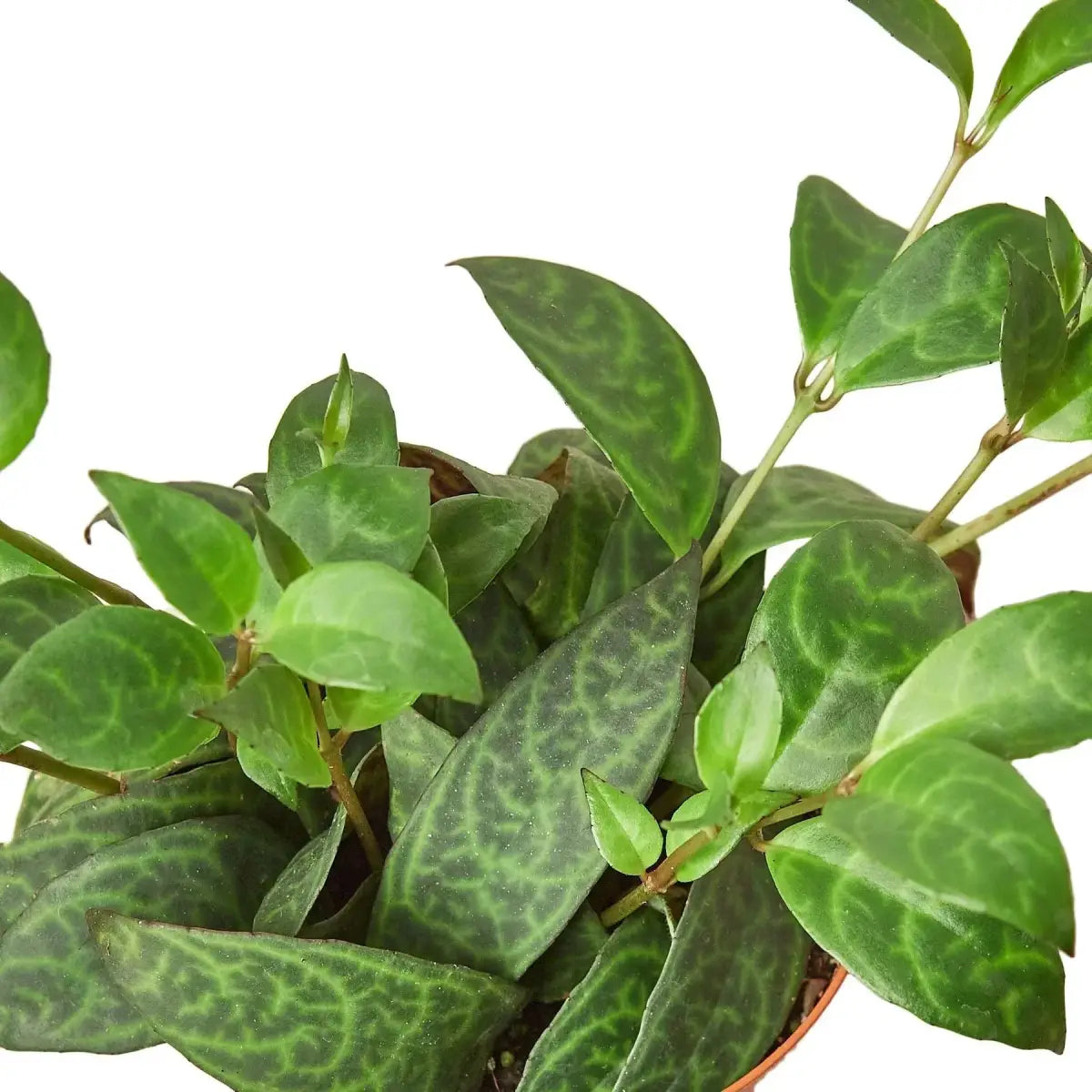 Lipstick Black Pagoda Plant - House Plant Shop