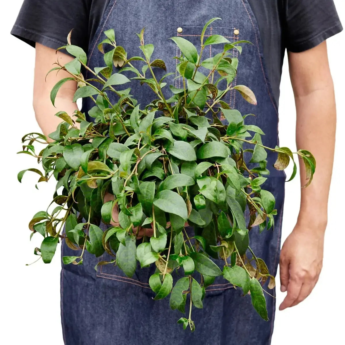 Lipstick Black Pagoda Plant - House Plant Shop