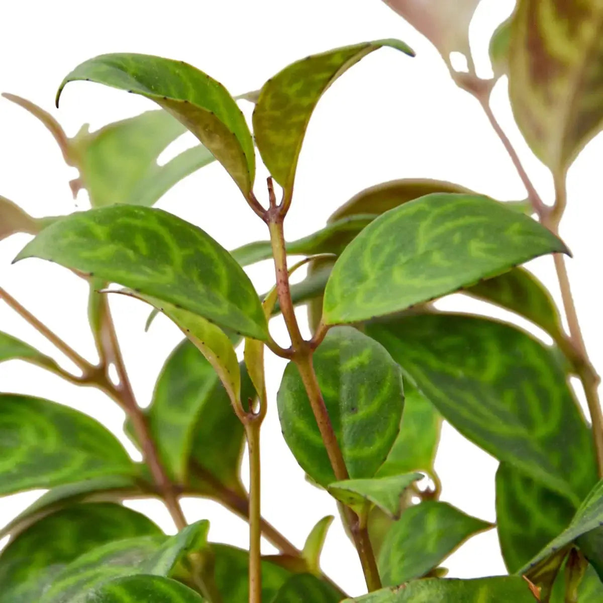 Lipstick Black Pagoda Plant - 4’’ Pot - House Plant Shop