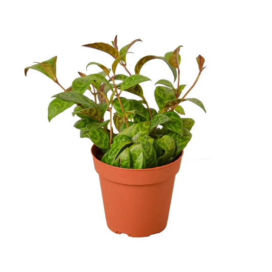 Lipstick Black Pagoda Plant - House Plant Shop