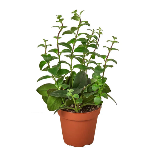 Lipstick Plant - House Plant Shop