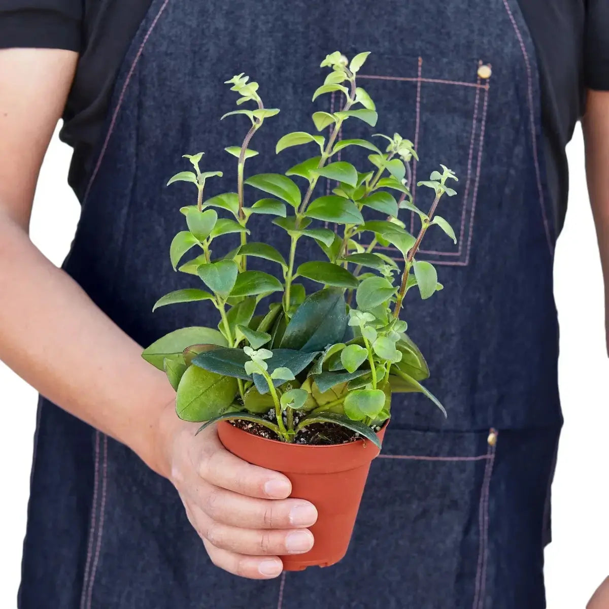 Lipstick Plant - House Plant Shop