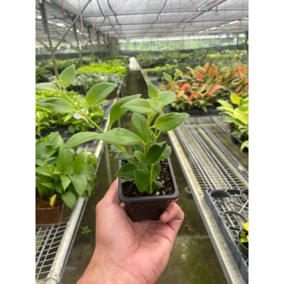 Lipstick Plant - House Plant Shop