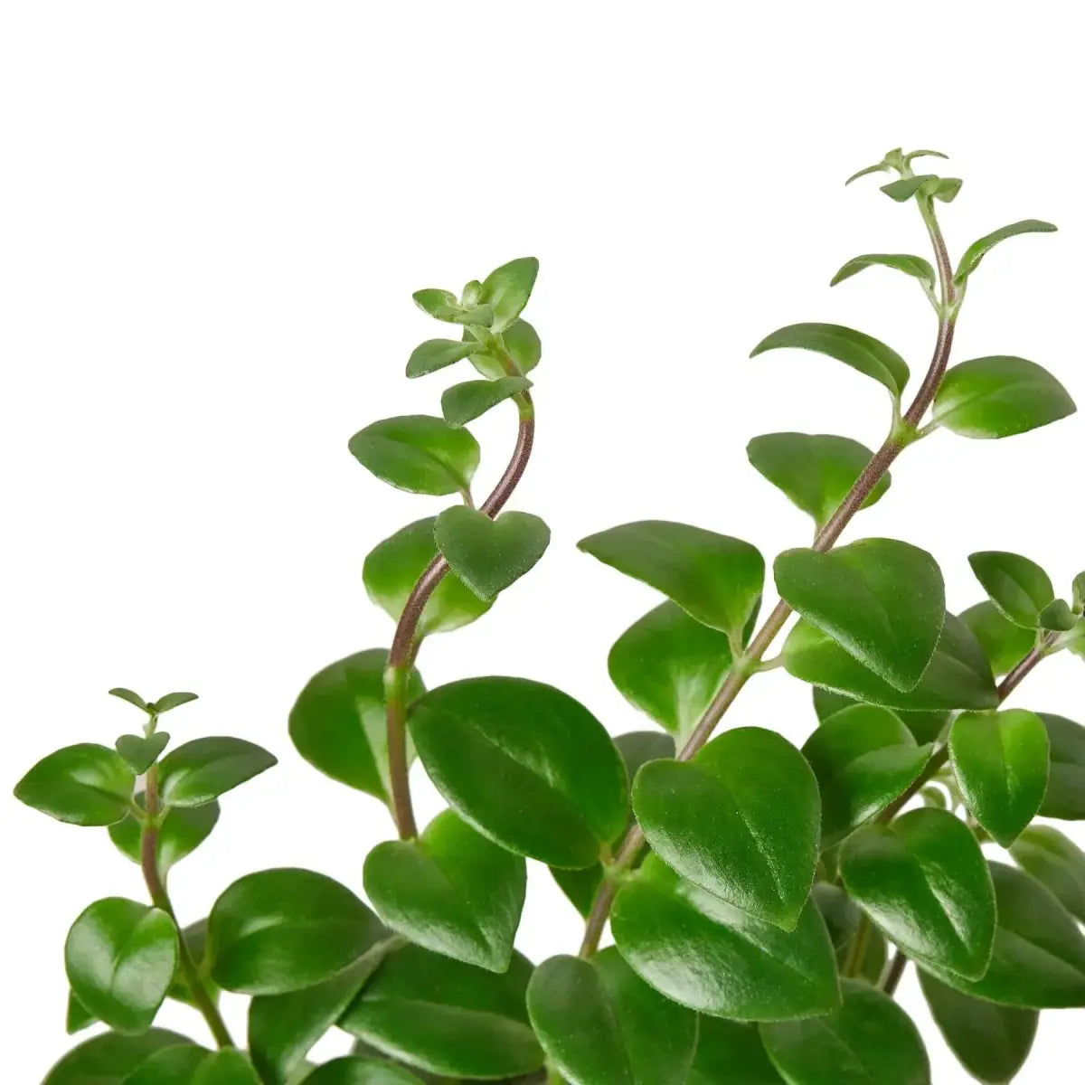 Lipstick Plant - House Plant Shop