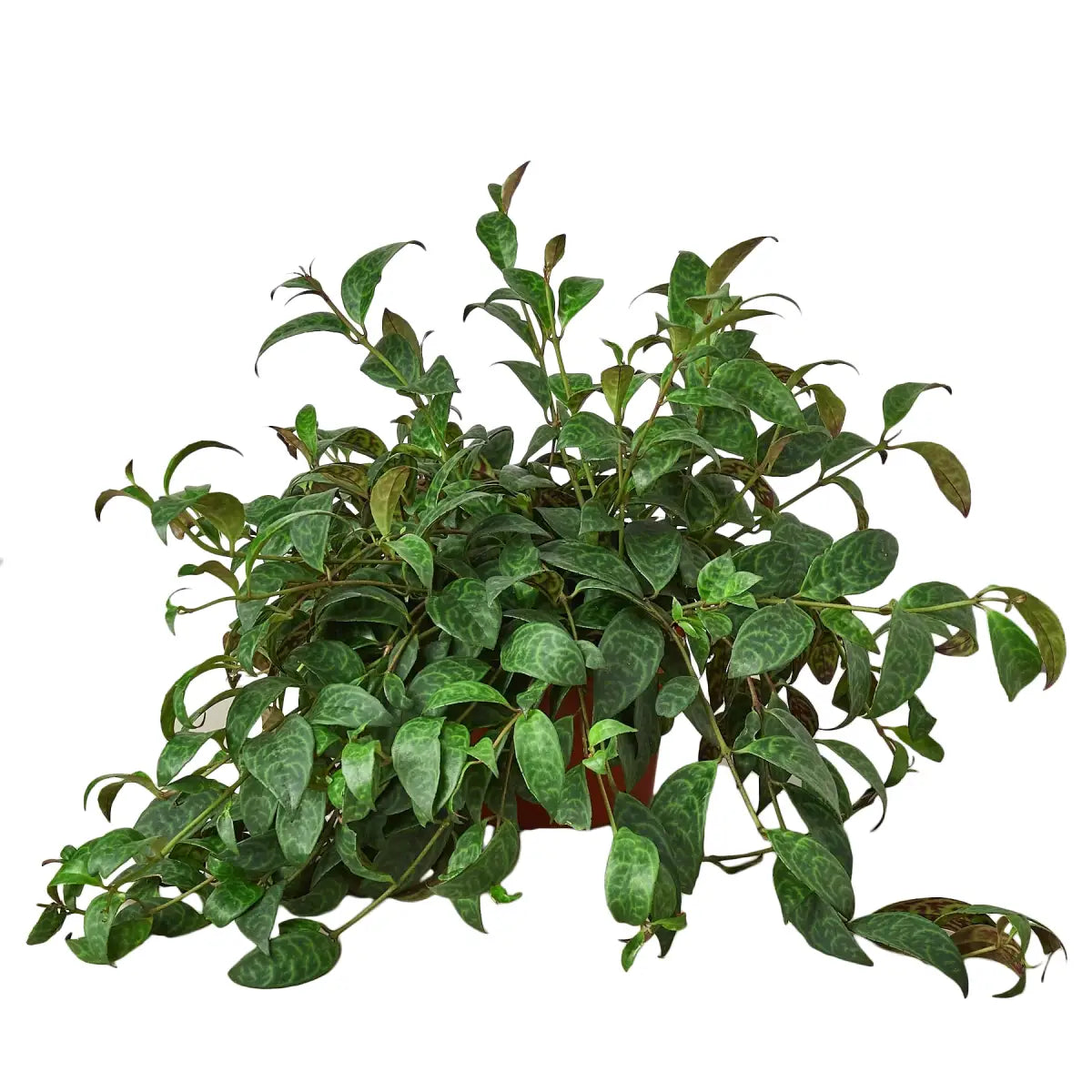 Lipstick Plant - House Plant Shop