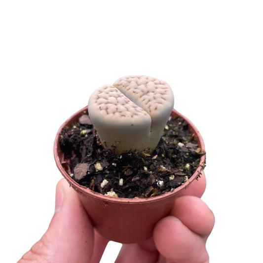 Lithop Living Stone - 2’’ Pot - House Plant Shop