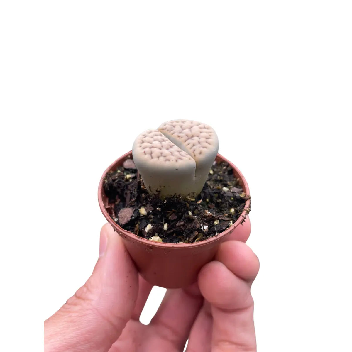 Lithop Living Stone - 2’’ Pot - House Plant Shop