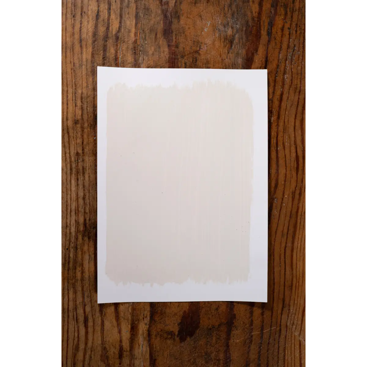Magnolia Bloom - Manor Borne Wall Paint - Amy Howard At Home