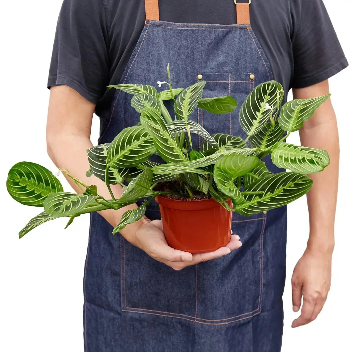 Maranta ’Lemon Lime’ Plant - House Plant Shop
