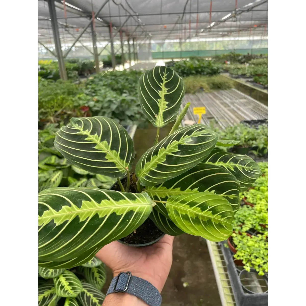 Maranta ’Lemon Lime’ Plant - House Plant Shop