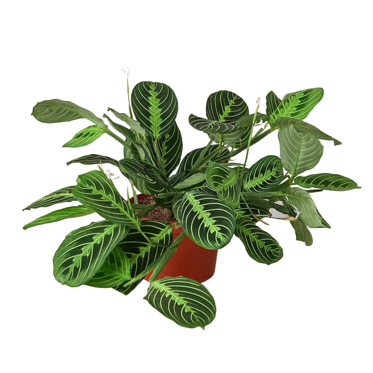 Maranta ’Lemon Lime’ Plant - House Plant Shop