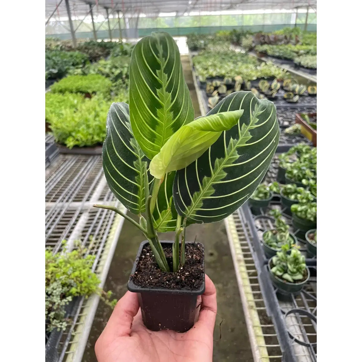 Maranta ’Lemon Lime’ Plant - House Plant Shop