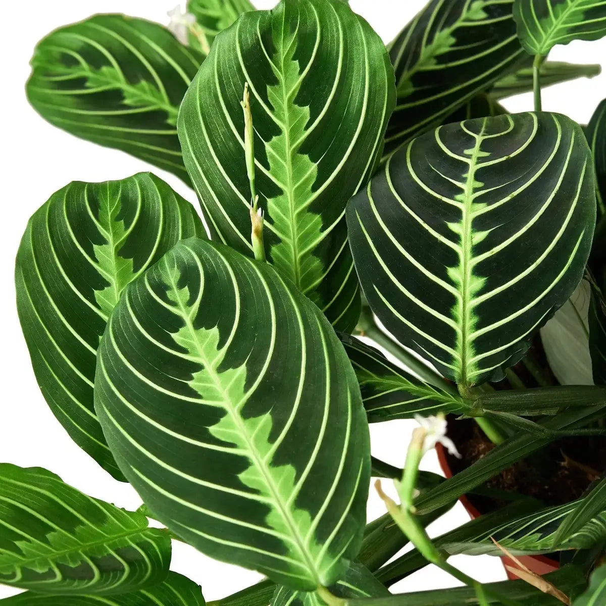 Maranta ’Lemon Lime’ Plant - 4’’ Pot / Nursery - House Plant Shop