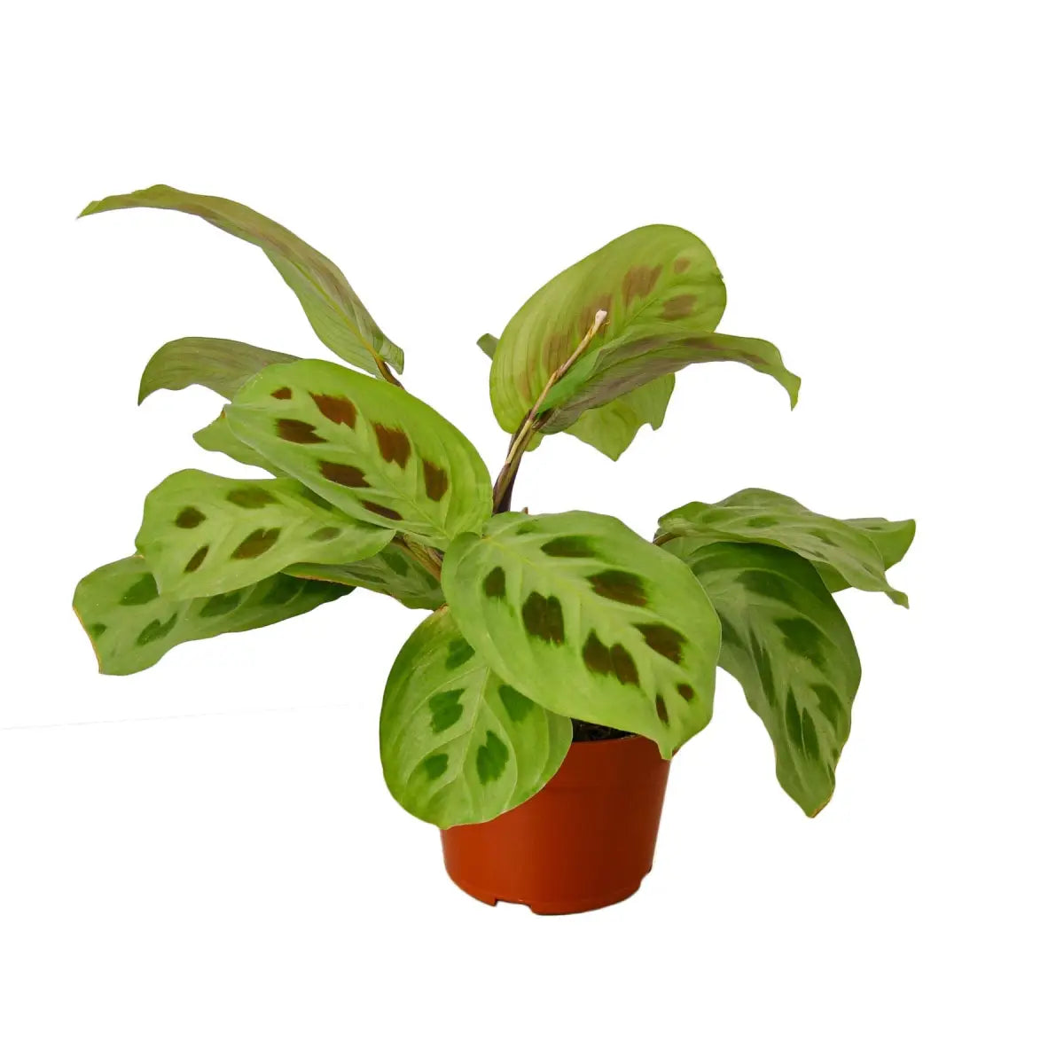 Maranta Plant - ’Leuconeura’ - House Plant Shop