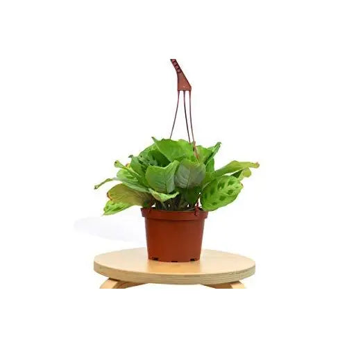 Maranta Plant - ’Leuconeura’ - House Plant Shop