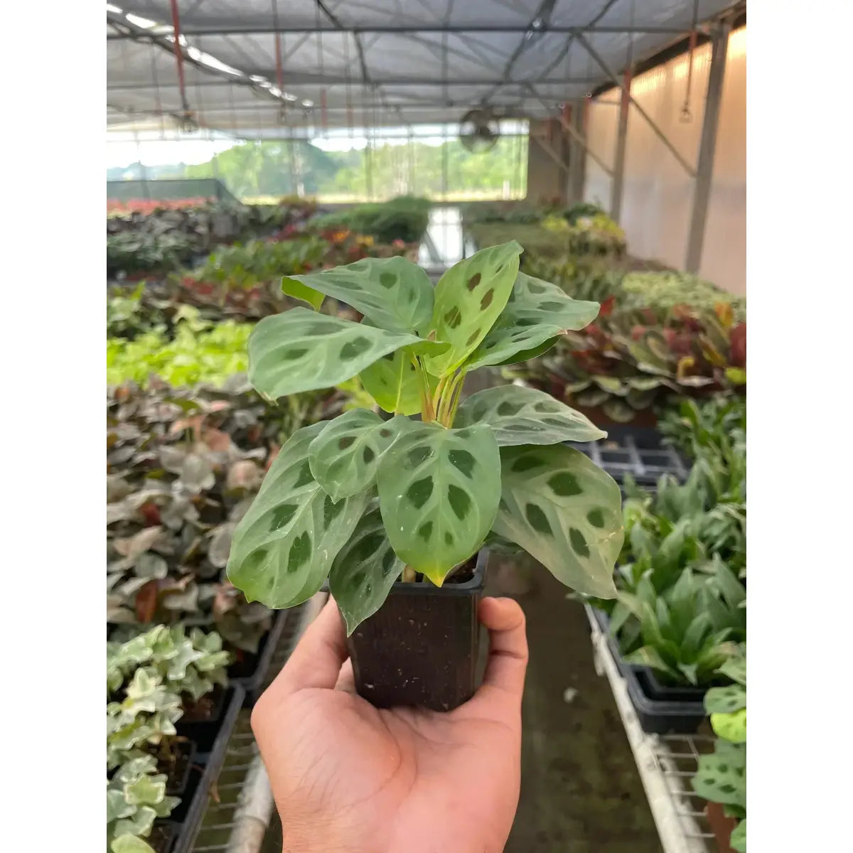 Maranta Plant - ’Leuconeura’ - House Plant Shop