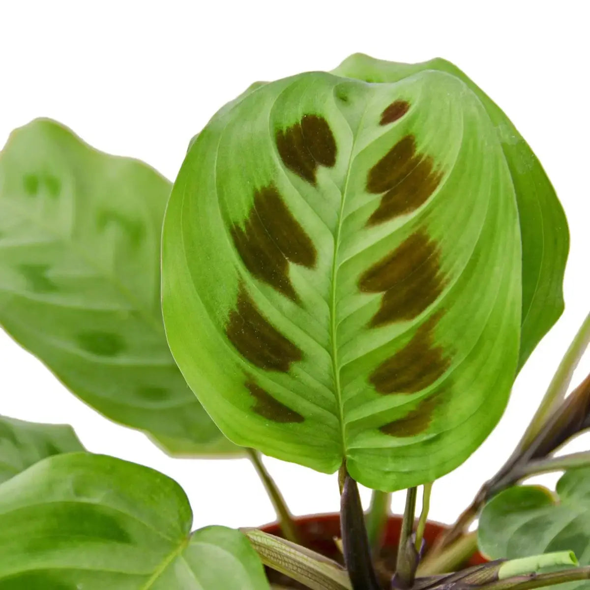 Maranta Plant - ’Leuconeura’ - 3’’ Pot - House Plant Shop