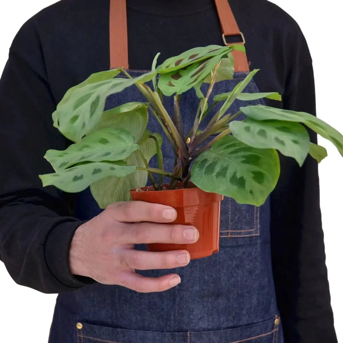Maranta Plant - ’Leuconeura’ - House Plant Shop