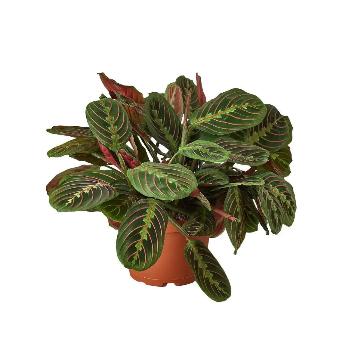 Maranta Red Prayer Plant - House Plant Shop