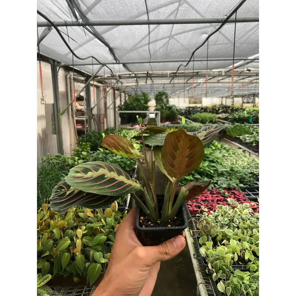 Maranta Red Prayer Plant - House Plant Shop