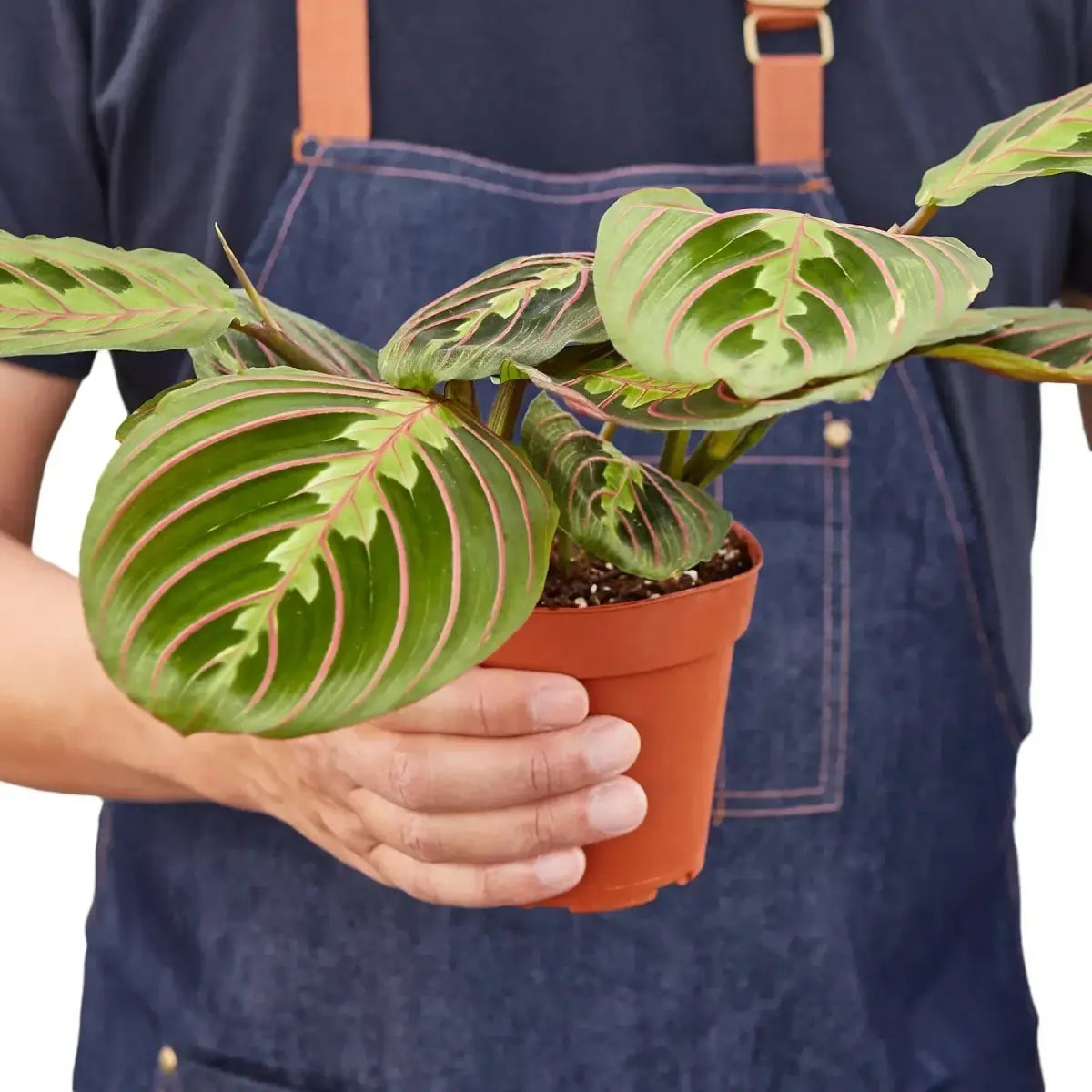Maranta Red Prayer Plant - House Plant Shop