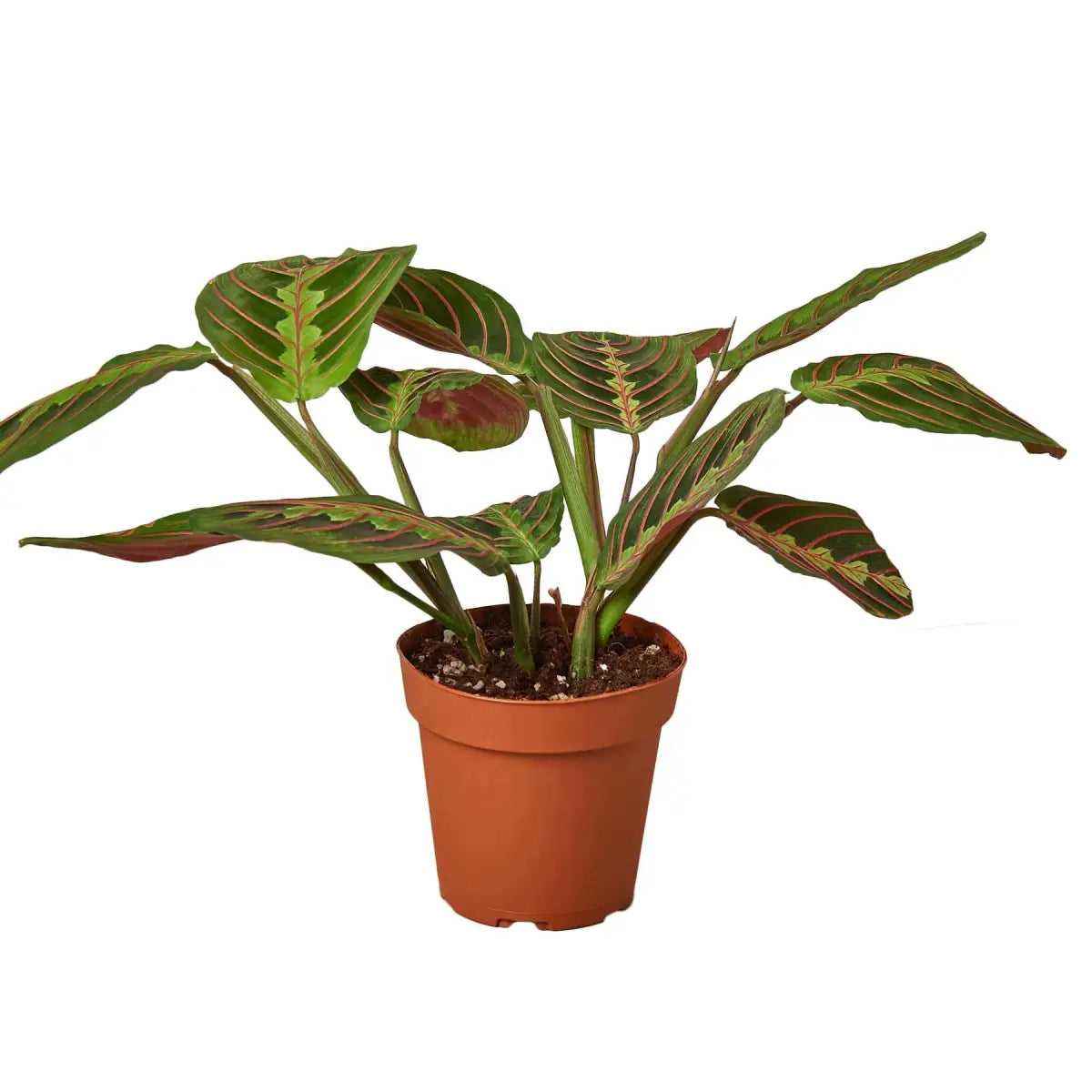 Maranta Red Prayer Plant - House Plant Shop