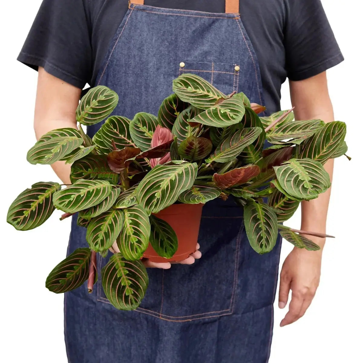 Maranta Red Prayer Plant - House Plant Shop