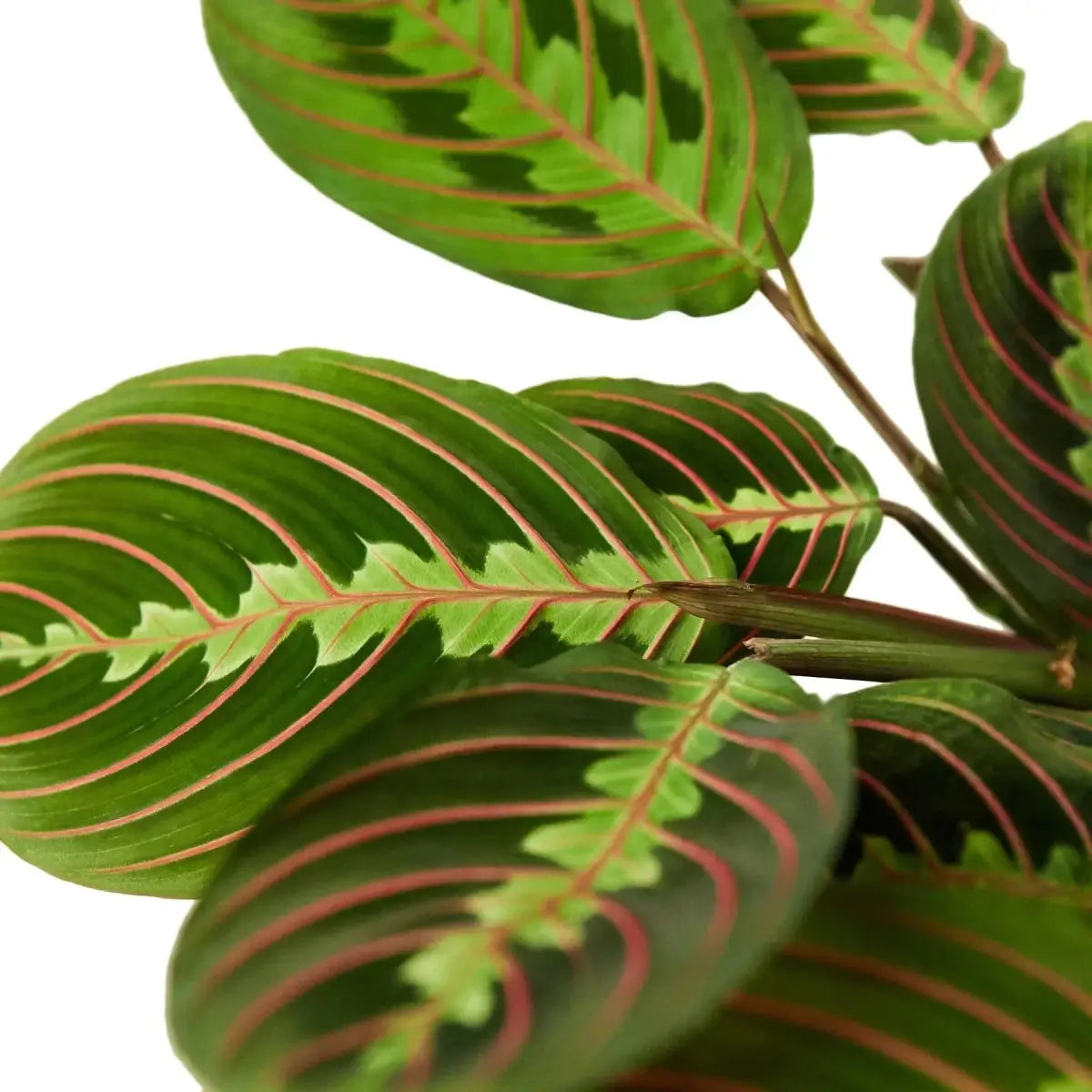 Maranta Red Prayer Plant - 3’’ Pot / Nursery Pot - House Plant Shop