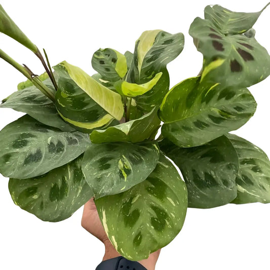 Maranta Plant - Variegated ’Beauty Kim’ - 4’’ Pot - House Plant Shop