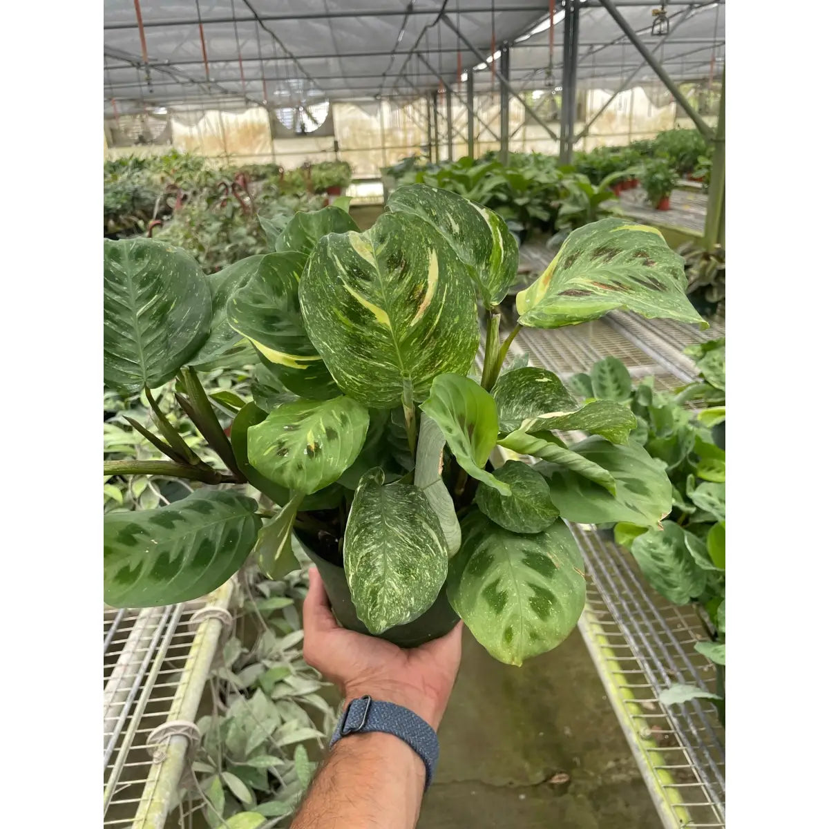Maranta Plant - Variegated ’Beauty Kim’ - House Plant Shop