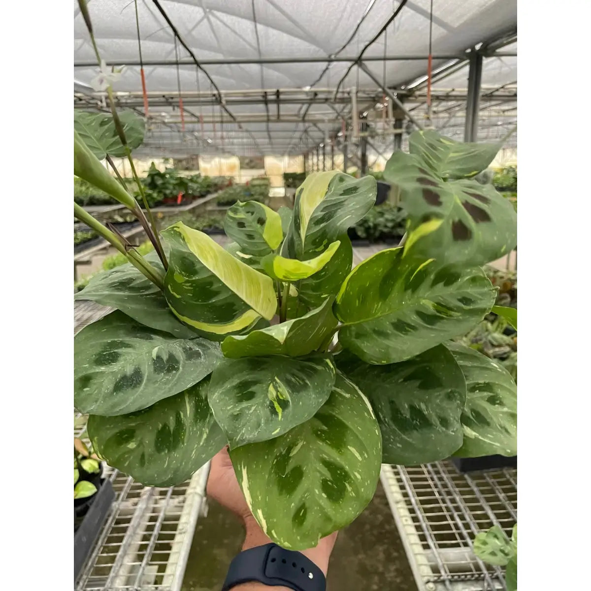 Maranta Plant - Variegated ’Beauty Kim’ - House Plant Shop