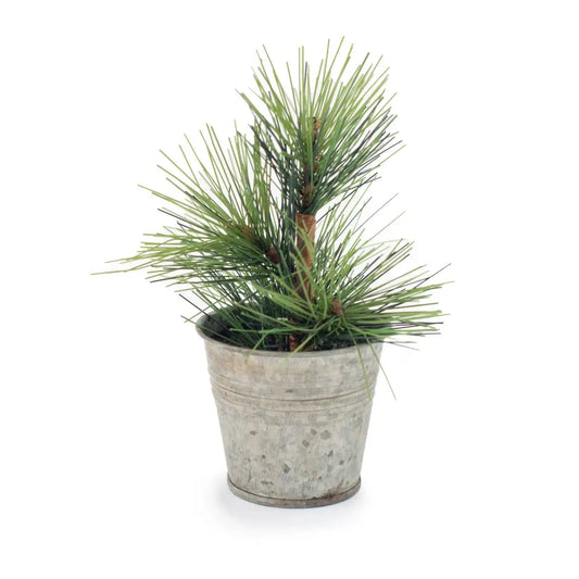 Mini Pine Tree in Tin Pot - Sugarboo &