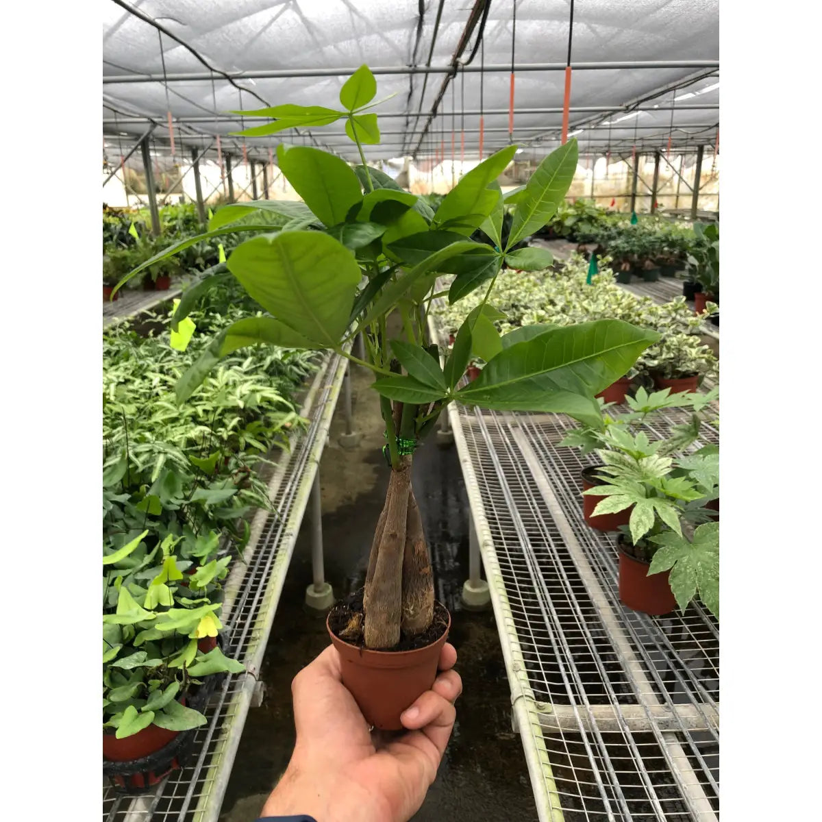 Money Tree - ’Guiana Chestnut’ Pachira Braid - House Plant Shop
