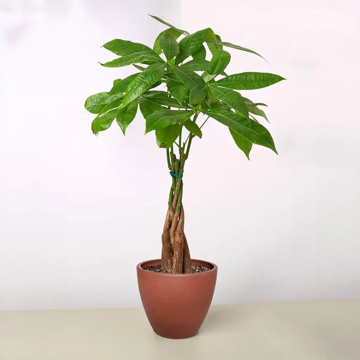Money Tree - ’Guiana Chestnut’ Pachira Braid - House Plant Shop