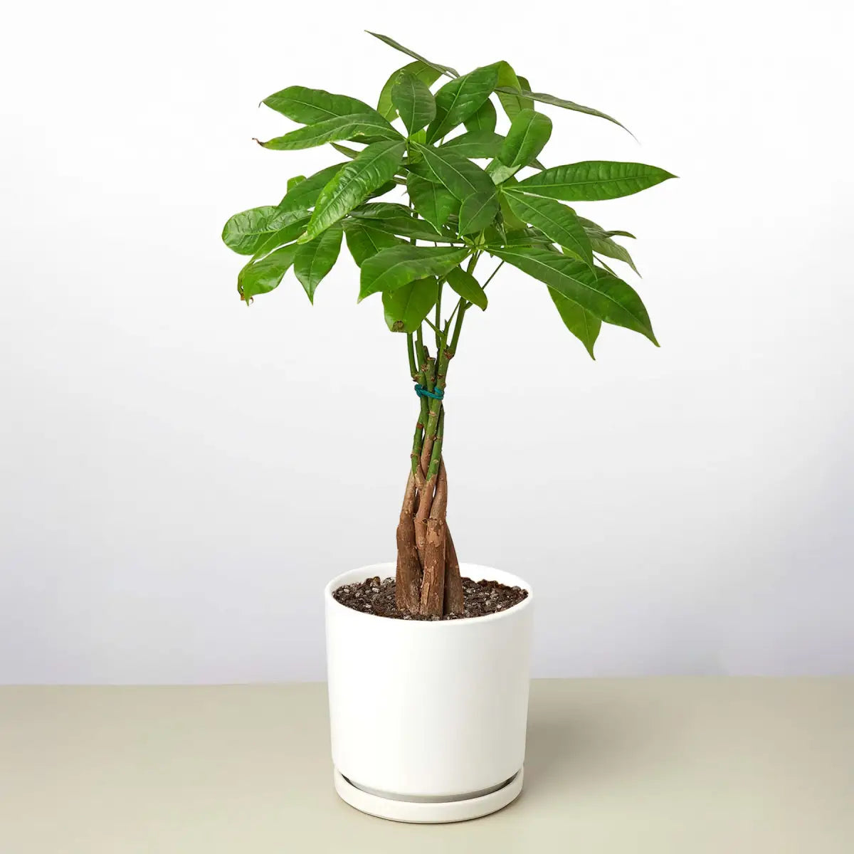 Money Tree - ’Guiana Chestnut’ Pachira Braid - House Plant Shop