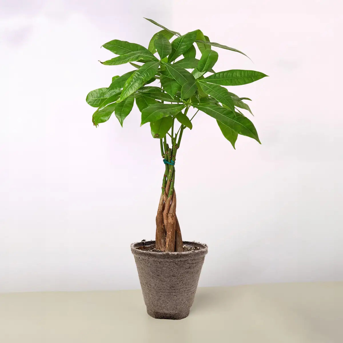 Money Tree - ’Guiana Chestnut’ Pachira Braid - House Plant Shop