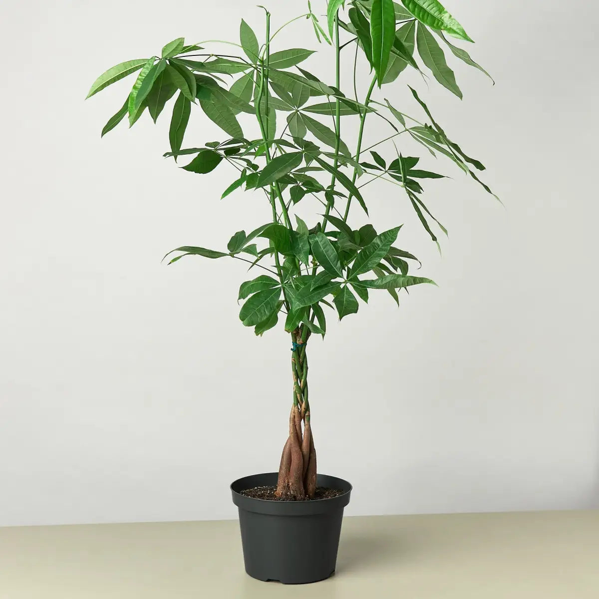 Money Tree - ’Guiana Chestnut’ Pachira Braid - House Plant Shop