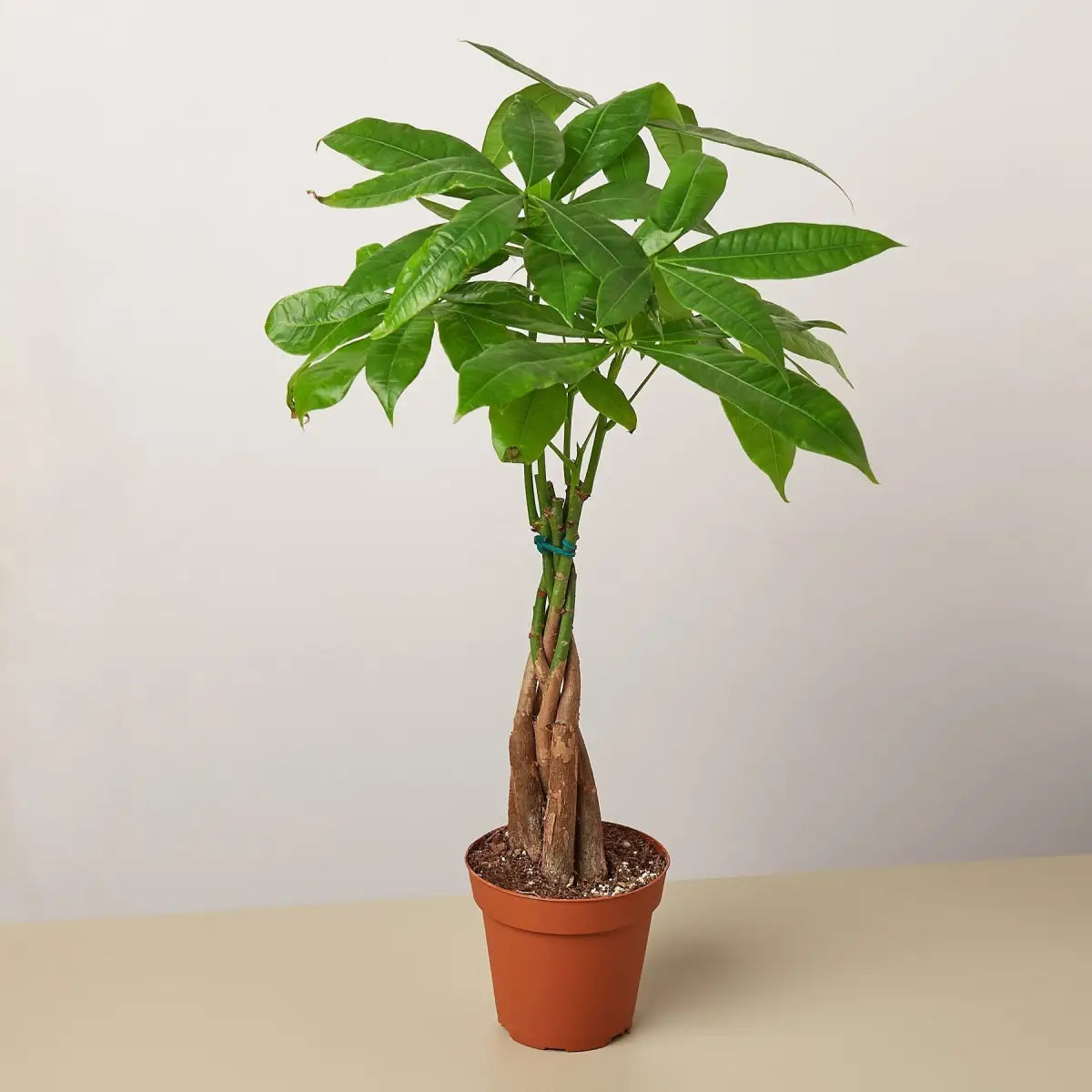 Money Tree - ’Guiana Chestnut’ Pachira Braid - House Plant Shop