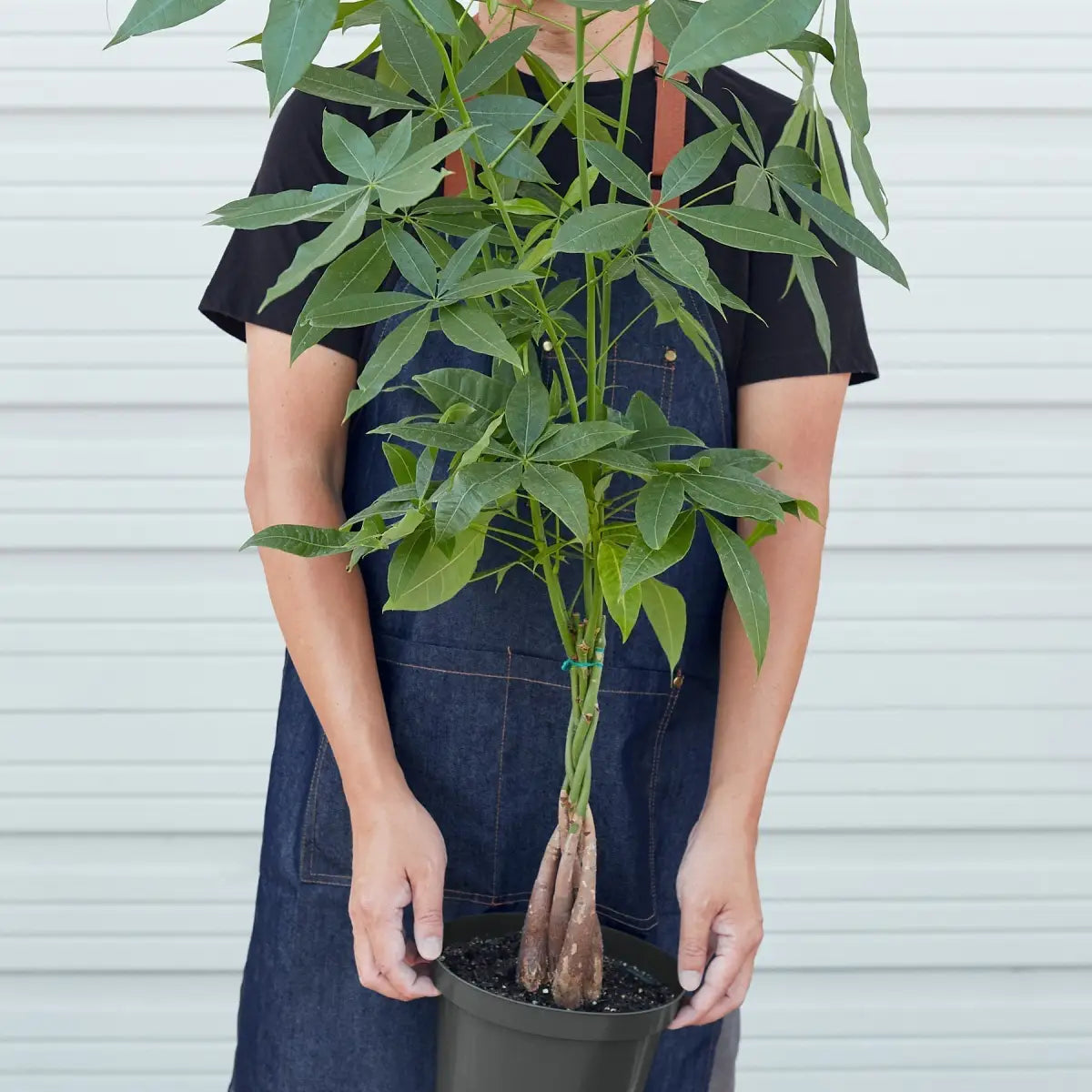 Money Tree - ’Guiana Chestnut’ Pachira Braid - House Plant Shop