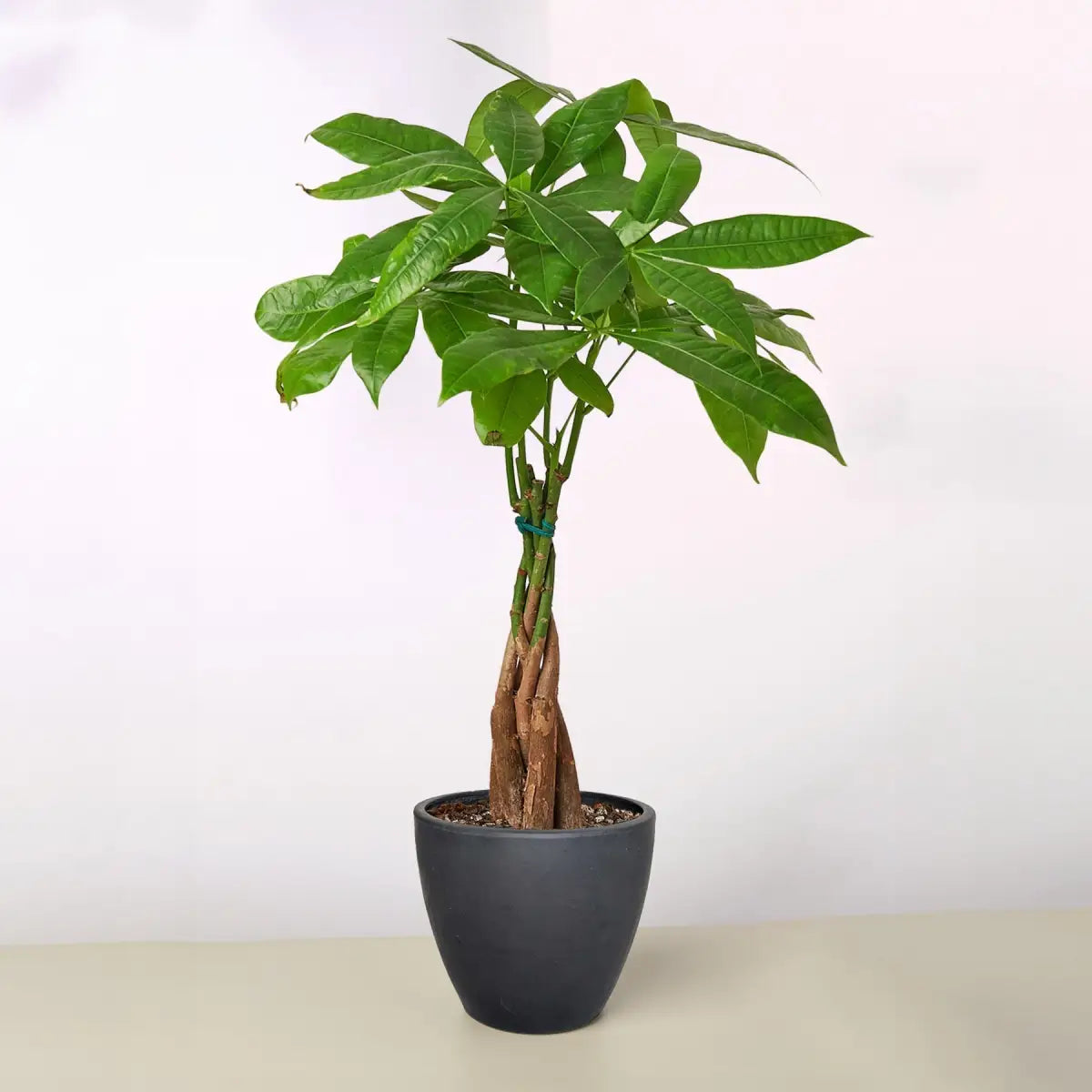 Money Tree - ’Guiana Chestnut’ Pachira Braid - House Plant Shop
