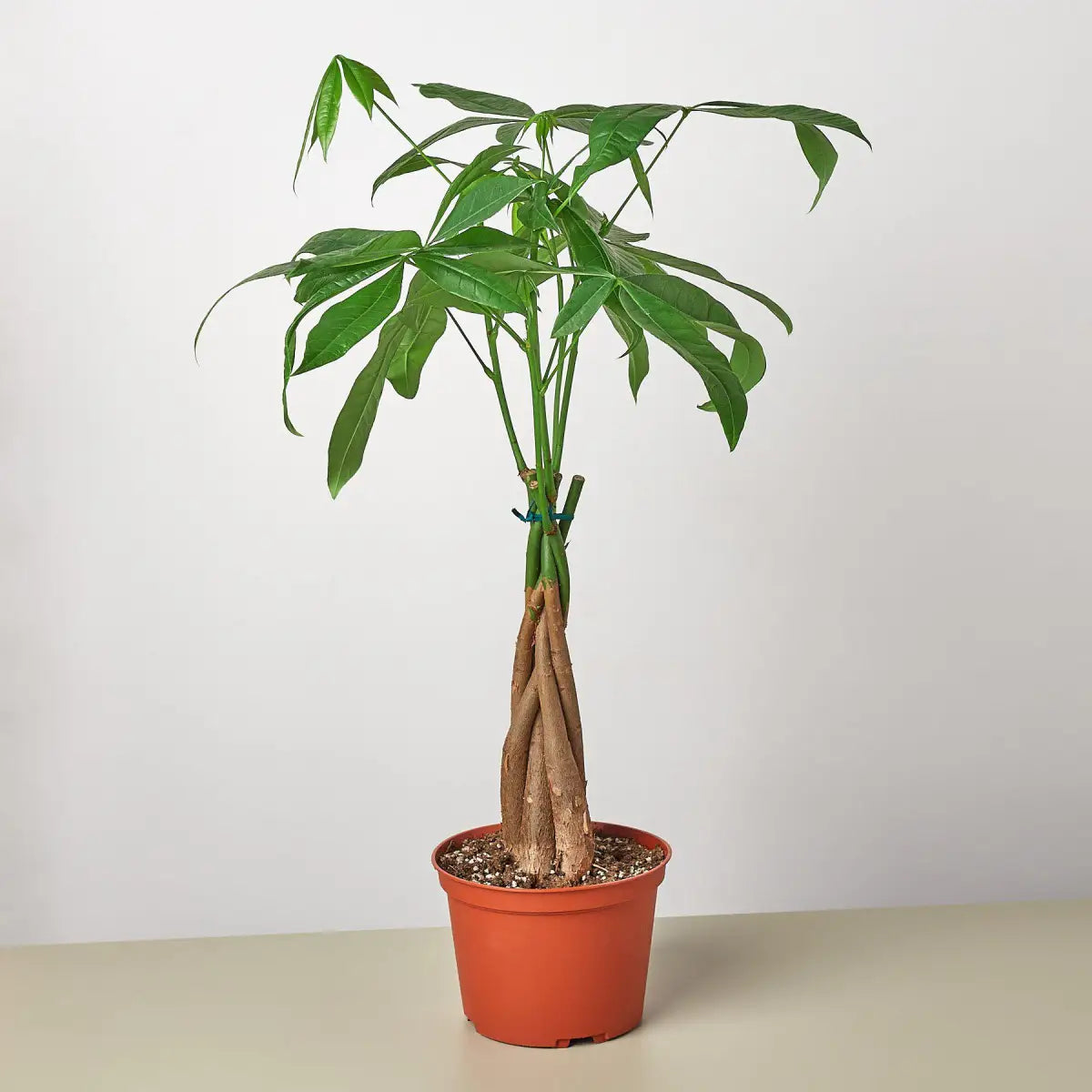Money Tree - ’Guiana Chestnut’ Pachira Braid - House Plant Shop