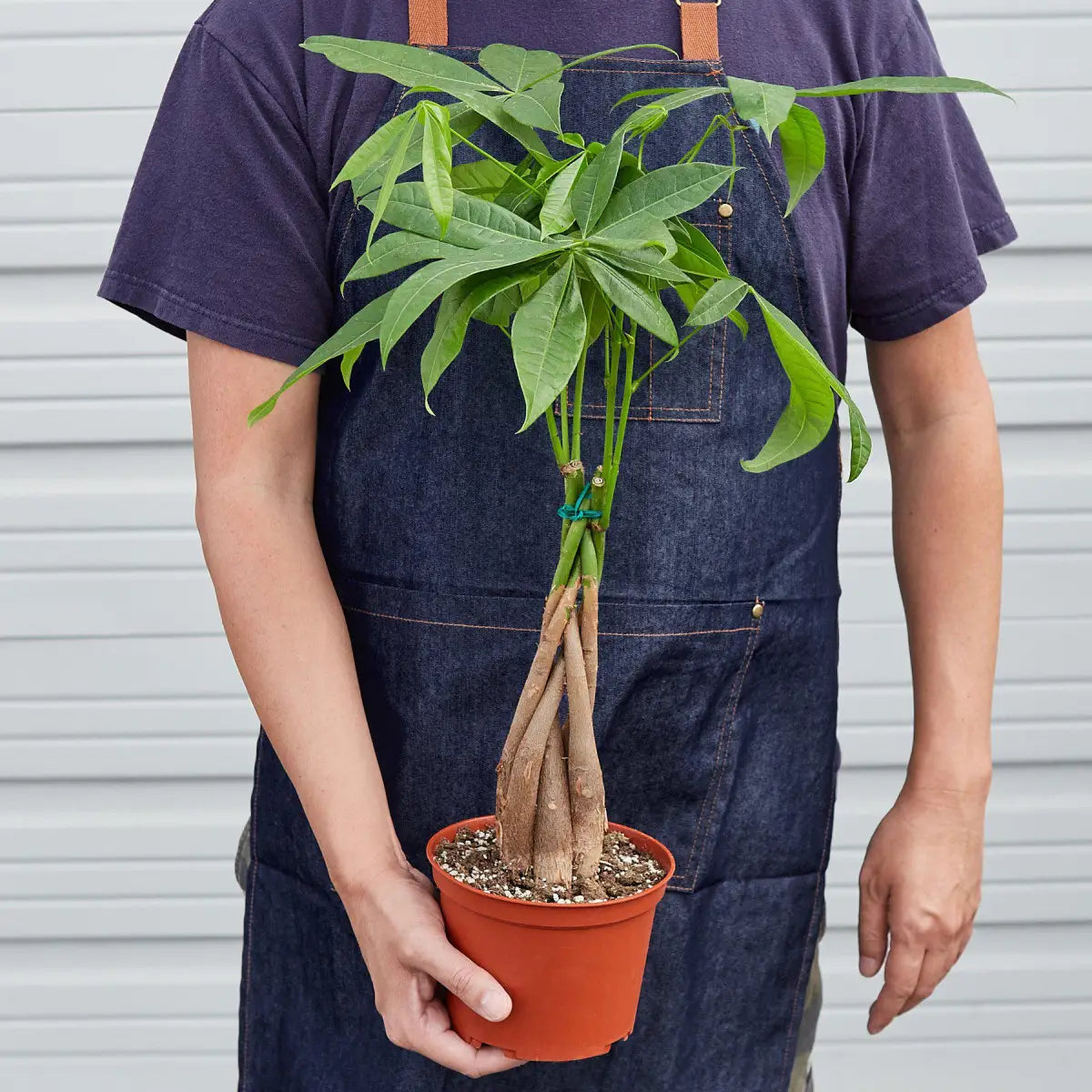 Money Tree - ’Guiana Chestnut’ Pachira Braid - House Plant Shop