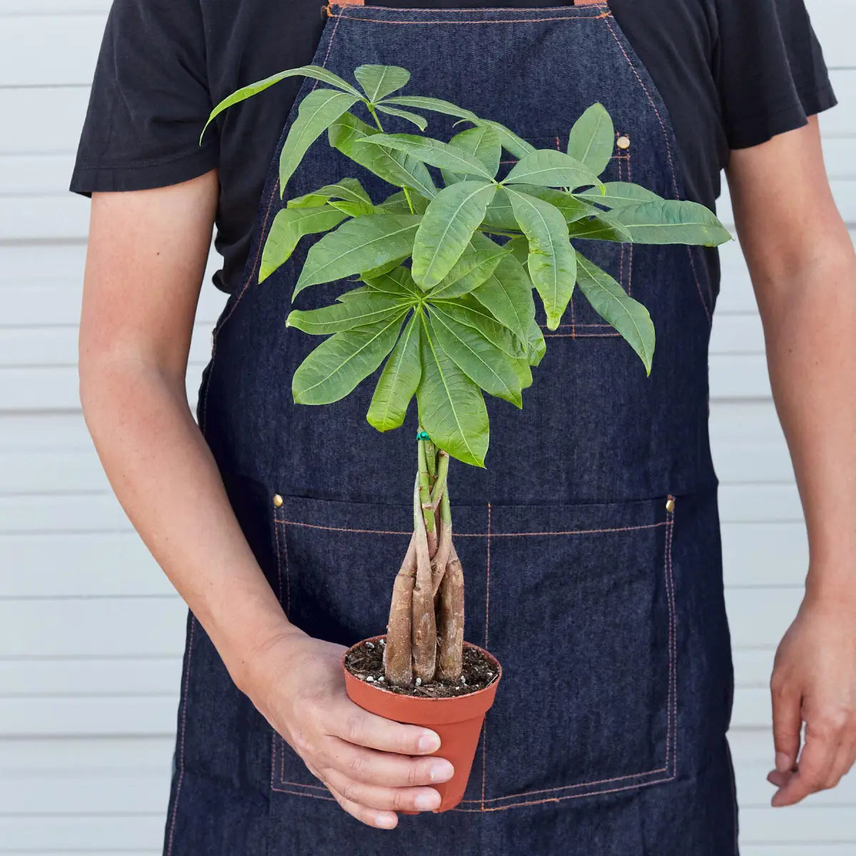 Money Tree - ’Guiana Chestnut’ Pachira Braid - House Plant Shop