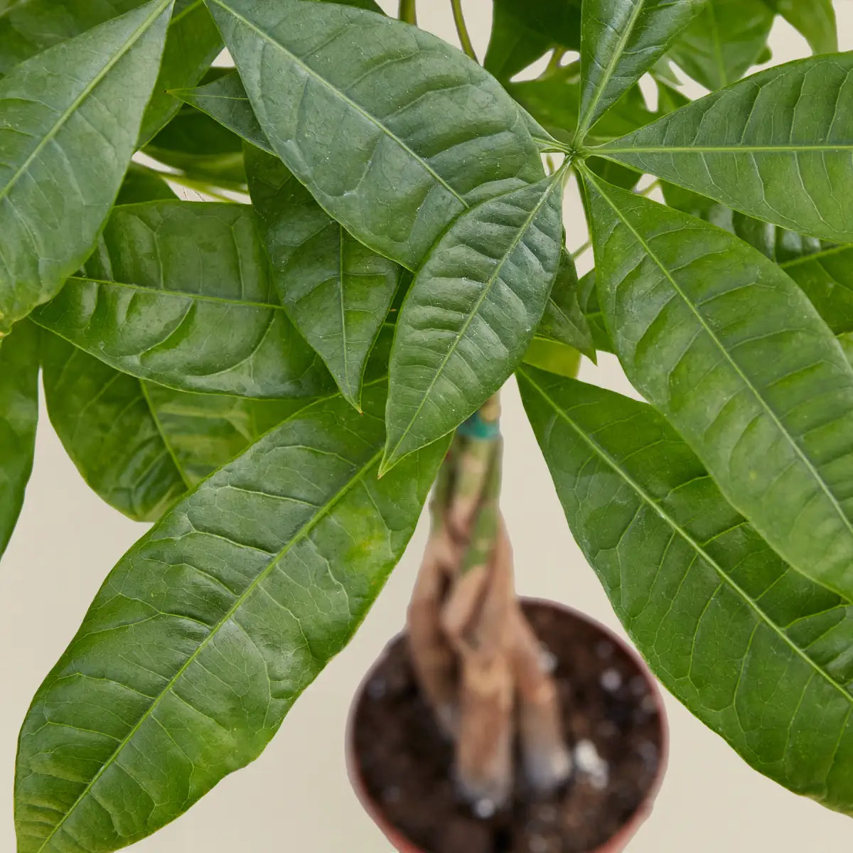 Money Tree - ’Guiana Chestnut’ Pachira Braid - House Plant Shop