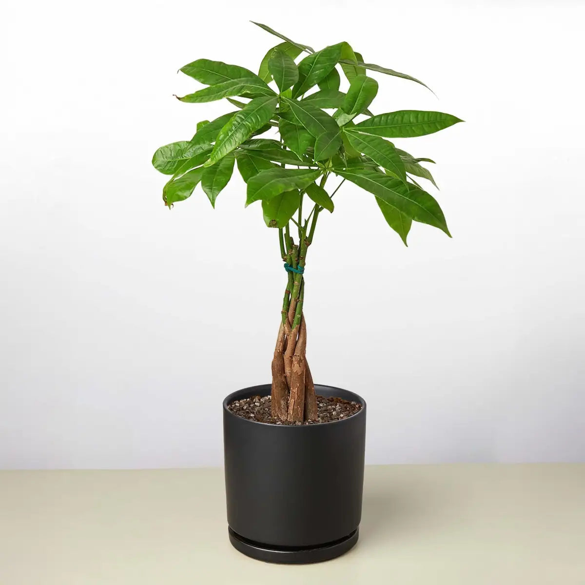 Money Tree - ’Guiana Chestnut’ Pachira Braid - 3’’ Pot / Nursery Pot - House Plant Shop
